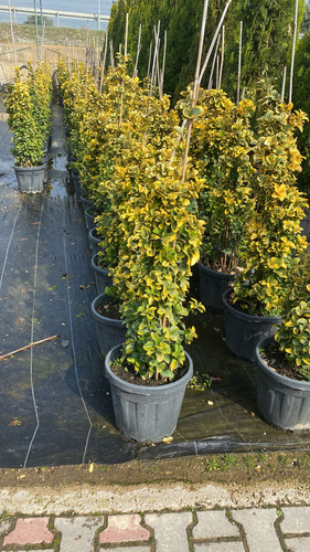 WhatsApp Image 2023 03 02 at 14.53.57.jpg