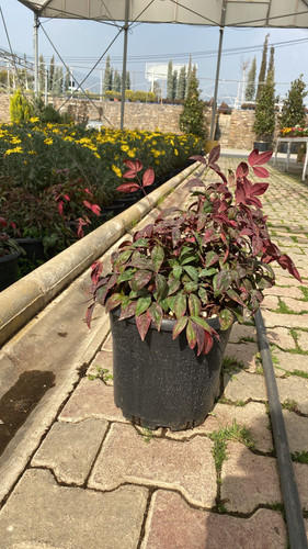 WhatsApp Image 2023 03 02 at 14.57.11.jpg