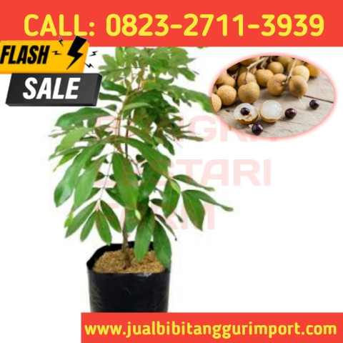 HARGA PETANI ! CALL: 0823-2711-3939 Penjual Bibit Kelengkeng Paling Unggul.jpg