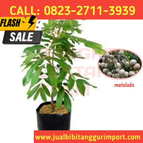 TERPERCAYA ! CALL: 0823-2711-3939 Penjual Bibit Kelengkeng Putih.jpg