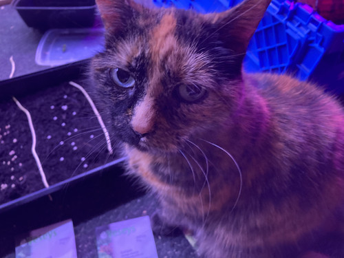 B336B73E 5C1B 43DB A9BF CE589F1406C9