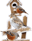 oie overlay (4).gif