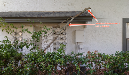 sundance tree branch.png