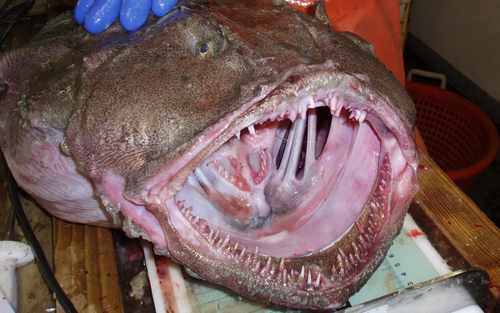 2 big mouth e1639943358458.jpeg.png