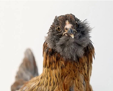 Easter Egger Chicken.jpg