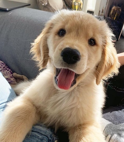 cane0.jpg