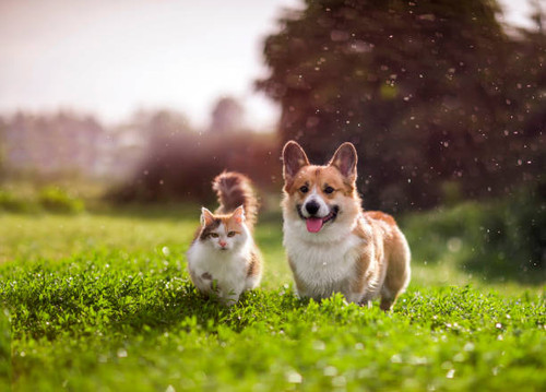 furry friends red cat and corgi dog walking in a summer meadow under the drops of warm rain.jpg