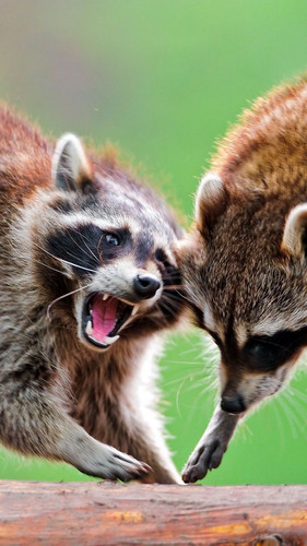raccoons raccoon couple 96982 720x1280.jpg