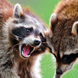 raccoons raccoon couple 96982 720x1280