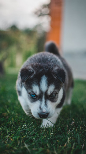puppy husky dog 146772 720x1280.jpg