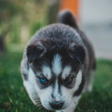 puppy husky dog 146772 720x1280