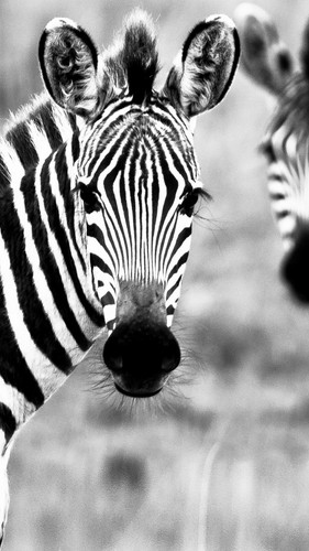 zebra 720x1280 black white couple cute animals 10314.jpg