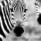 zebra 720x1280 black white couple cute animals 10314