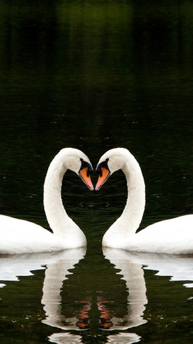 swan 720x1280 couple lake cute animals love 4510.jpg