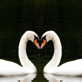 swan 720x1280 couple lake cute animals love 4510