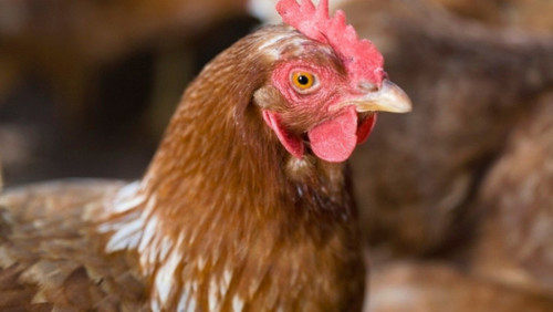 27431 kokoska profimedia 1000x0 f.jpg