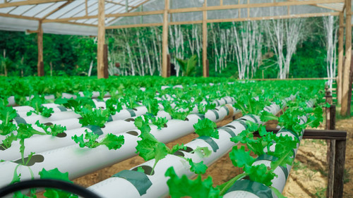 IMG 20230306 WA0053.jpg