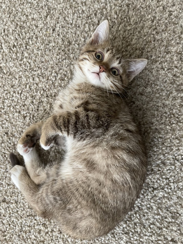 Koda.jpg