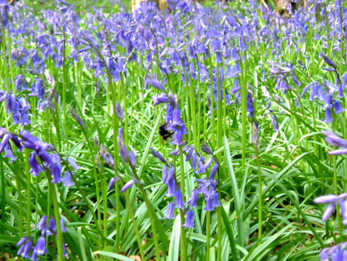 bluebellbee.jpg