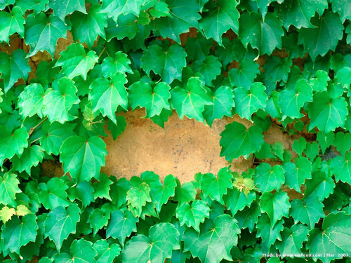 [wall001 com] spring 0162434.jpg