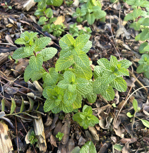 059B08DC 9515 4922 BA20 B3502BC2E5C3.jpg