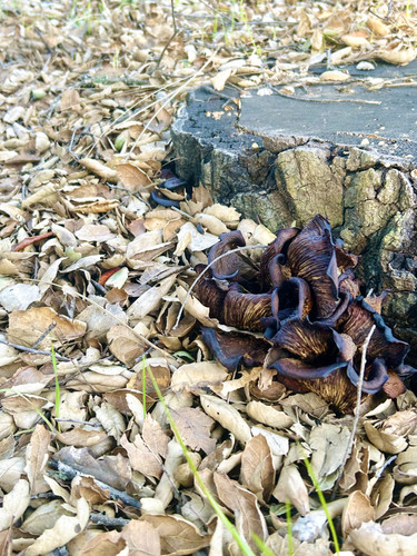 F26432BC 2B64 47E5 AF88 8E7BF4D421DF.jpg