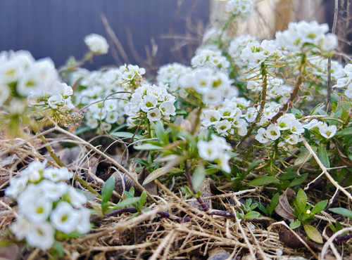 BEA8A262 199F 486B B473 E3BD71DE8BD1.jpg