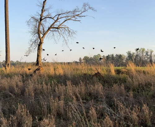 92B98C85 1426 42D6 830D C7B65236815C.jpg