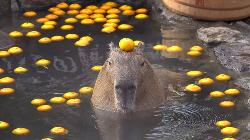 capybara with orange as hat hy7dm53495p01d3f.jpg