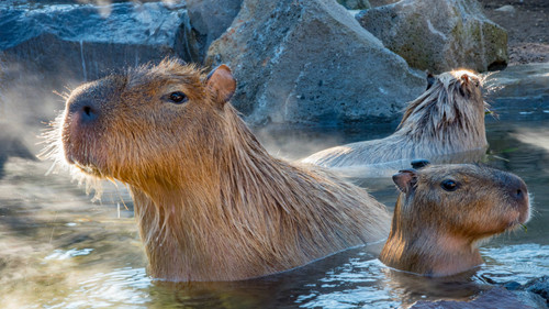 soaked capybara in the water uq53dz1s225wcv44.jpg