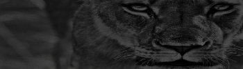 ALH1.png