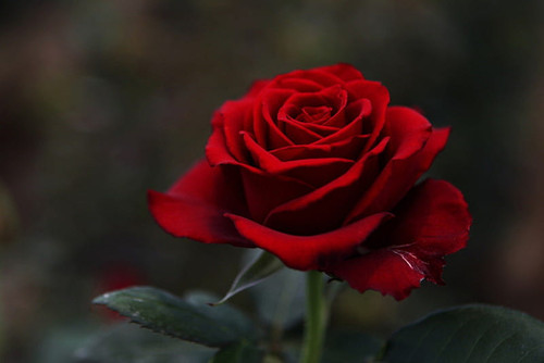 9241E64E 3960 49A3 B6A5 D69C7608326A.jpg