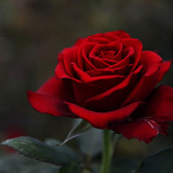 9241E64E 3960 49A3 B6A5 D69C7608326A