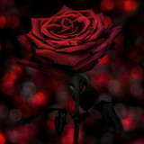 EE785CC3 9A21 4EED 8559 2087BCA8A91F