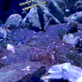 karakatica.gif