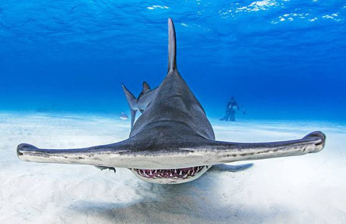 hammerhead shark1.jpg