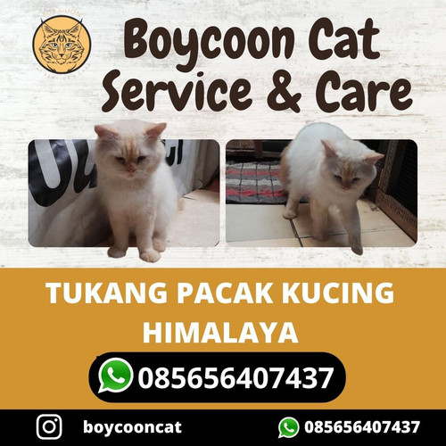 TUKANG PACAK KUCING HIMALAYA.jpg