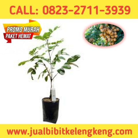 STOK TERBATAS ! CALL: 0823-2711-3939 Toko Bibit Kelengkeng Terdekat.jpg