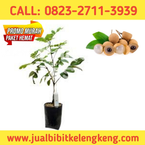 HARGA FANTASTIS ! CALL: 0823-2711-3939 Suplier Bibit Kelengkeng Tanpa Biji.jpg