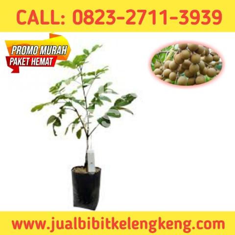 PROMO EKSLUSIF ! CALL: 0823-2711-3939 Suplier Bibit Kelengkeng Unggul.jpg