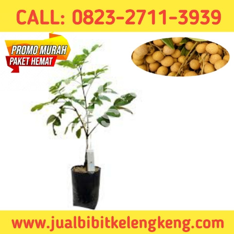 CUCI GUDANG ! CALL: 0823-2711-3939 Suplier Bibit Tanaman Kelengkeng.jpg
