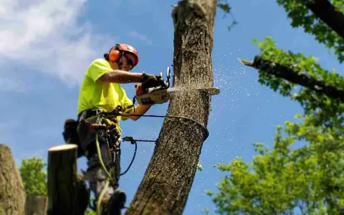 2. Tree removal 3 e1561686697970 1080x675.webp