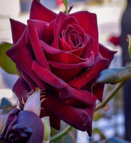 ٢٠٢٢١١٢٤ ٠٩٣٧٢٩.jpg