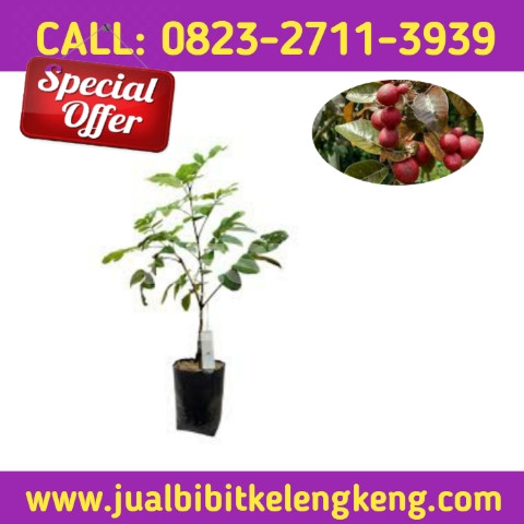 HARGA RESELLER ! CALL: 0823-2711-3939 Penjual Bibit Kelengkeng Merah.jpg