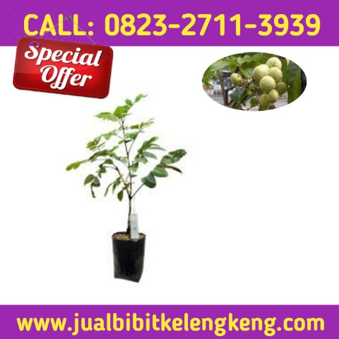 HARGA PETANI ! CALL: 0823-2711-3939 Penjual Bibit Kelengkeng Aroma Durian.jpg