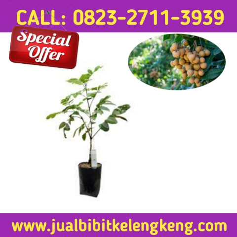 TERCEPAT ! CALL: 0823-2711-3939 Penjual Bibit Kelengkeng Kateki.jpg