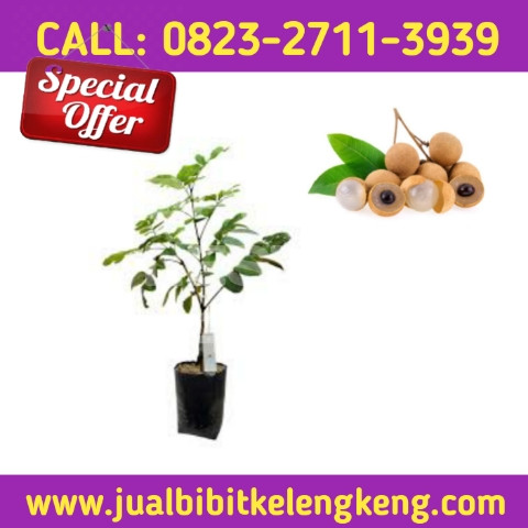 HARGA GROSIR ! CALL: 0823-2711-3939 Penjual Bibit Kelengkeng Unggul.jpg