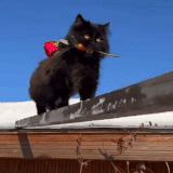 kot9.gif