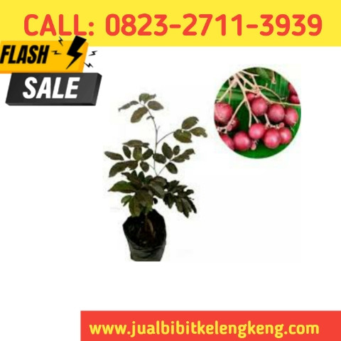 HARGA GROSIR ! CALL: 0823-2711-3939 Suplier Bibit Kelengkeng Terbaik.jpg