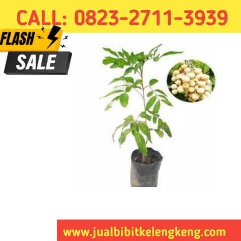 HARGA PETANI ! CALL: 0823-2711-3939 Distributor Bibit Kelengkeng Terdekat.jpg